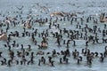 Guanay cormorant flock resting on ocean Royalty Free Stock Photo