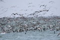 Guanay cormorant flock resting on ocean Royalty Free Stock Photo