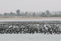 Guanay cormorant flock resting on ocean Royalty Free Stock Photo