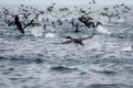 Guanay Cormorant Leucocarbo bougainvillii also known as Guanay Shag in flight and taking off from sea at Ballestas Islands,