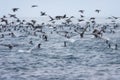 Guanay Cormorant Leucocarbo bougainvillii also known as Guanay Shag in flight and taking off from sea at Ballestas Islands,