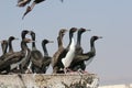 Guanay cormorant on pier close up Royalty Free Stock Photo