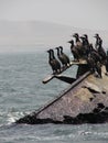 Guanay cormorant sitting on shipwreck Royalty Free Stock Photo