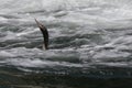Guanay cormorant swimming in waves Royalty Free Stock Photo