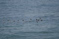 Guanay cormorants Leucocarbo bougainvillii in flight over the Pacific Ocean. Royalty Free Stock Photo