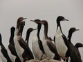 Guanay cormorant sitting on rock Royalty Free Stock Photo