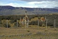 Guanco in Torres Del Paine, southern Patagonia, Chile Royalty Free Stock Photo