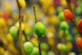 In guangdong province, every Spring Festival, people buy flowers and plants, a symbol of happiness and auspiciousness Royalty Free Stock Photo