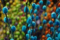 In guangdong province, every Spring Festival, people buy flowers and plants, a symbol of happiness and auspiciousness Royalty Free Stock Photo