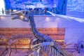 dinosaur skeletons in the GuangDong Museum