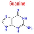 Guanine G purine nucleobase molecule. Base present in DNA and RNA. Skeletal formula.