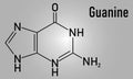 Guanine G purine nucleobase molecule. Base present in DNA and RNA. Skeletal formula.