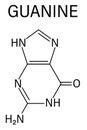 Guanine G purine nucleobase molecule. Base present in DNA and RNA. Skeletal formula.