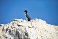 Guany cormorant, Phalacocorax bougainvillii , on the cliff, Islas de Ballestas, Peru Royalty Free Stock Photo