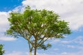 Guapuruvu. Tree Top Royalty Free Stock Photo