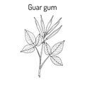 Guar gum Cyamopsis tetragonoloba , or cluster bean, medicinal plant Royalty Free Stock Photo