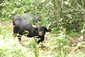 Guar or Indian bison, wild black ox hiding under bush beside rural road in nation park while eating salt from the pond