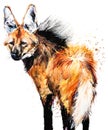 Guara wolf. Mane Wolf. tropical animal watercolor illustration. Brazilian wildlife fauna.