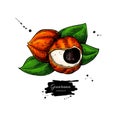 Guarana vector superfood drawing. Isolated hand drawn illustration on white background.