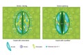 Guard cells swollen and Guard cells shrunken. Stoma closing and Stoma opening. Royalty Free Stock Photo