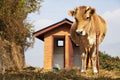 Guard Cow Royalty Free Stock Photo