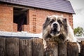 The guard dog behind the fence on the background of the house Royalty Free Stock Photo
