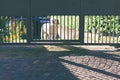 Guard dog behind the iron gate in the garden of a country house. Domestic pet protect home. Puppy sits in the courtyard