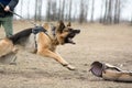 Guard dog being trained Royalty Free Stock Photo