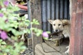 Guard Dog in the Cage at the Villa Royalty Free Stock Photo