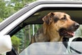 Guard dog in car Royalty Free Stock Photo