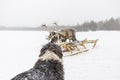 Dog and reindeer.