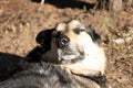 A guard dog laying on the ground. Close up Royalty Free Stock Photo