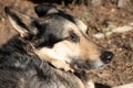 A guard dog laying on the ground. Close up Royalty Free Stock Photo