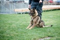 Guard dog on leash Royalty Free Stock Photo