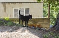 Guard dog on a leash Royalty Free Stock Photo