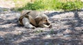 Guard dog on a leash sleeps on meadow