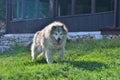Guard dog, malamute half breed, at Cheile Gradistei, Fundata, Romania.