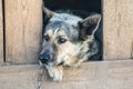 Guard dog sits in a kennel chain and is sad Royalty Free Stock Photo