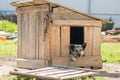 Guard dog sits in a kennel chain and is sad