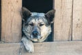 Guard dog sits in a kennel chain and is sad Royalty Free Stock Photo