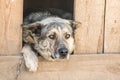 Guard dog sits in a kennel chain and is sad Royalty Free Stock Photo