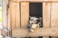 Guard dog sits in a kennel chain and is sad Royalty Free Stock Photo