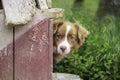 Guard Dog Sits Near His Doghouse 2