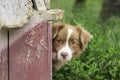 Guard Dog Sits Near His Doghouse 3