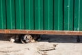 Guard dog stucks his muzzle between the ground and the gate