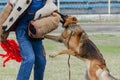 Guard dog training. Step 4. Figurant and German shepherd dog Royalty Free Stock Photo