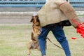 Guard dog training. Step 5. Figurant and German shepherd dog Royalty Free Stock Photo