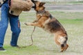 Guard dog training. Step 3. Figurant and German shepherd dog Royalty Free Stock Photo
