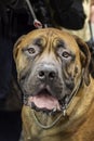 Guard fighting dog. Close-up portrait big Mastiff dog. Powerful, noble Moloss dog.