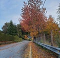 Guard rail straight tree leaves asphalt